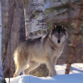 Чем питается волк: среда обитания, питание, выведение потомства